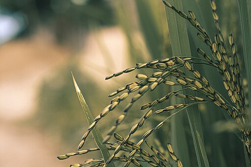 spectroradiometry applications in agriculture