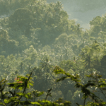spectroscopy in forestry