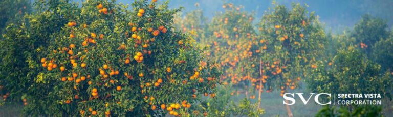 Seeing Water Stress Earlier: Evaluating Spectral Sensing in Citrus Leaves