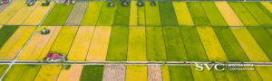 Leaf Reflectance Spectroscopy