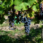 wine grape cultivars