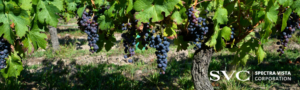 wine grape cultivars
