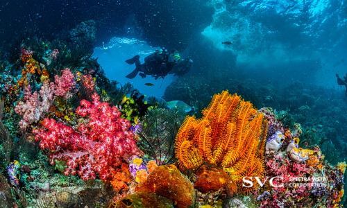 Coral Health Research